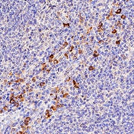 CD5 antibody in Human Tonsil by Immunocytochemistry (ICC).