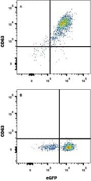 Detection of CD63 antibody in HEK293 Human Cell Line Transfected with Mouse CD63 and eGFP antibody by Flow Cytometry.