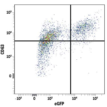 Detection of CD63 antibody in NS0 Mouse Cell Line Transfected with Human CD63 and eGFP antibody by Flow Cytometry.