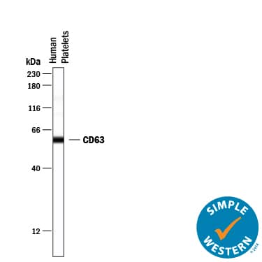 Detection of Human CD63 antibody by Simple WesternTM.
