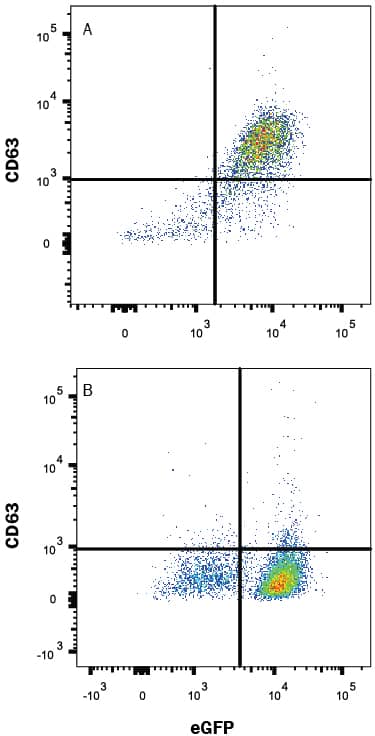 Detection of CD63 antibody in HEK293 Human Cell Line Transfected with Mouse CD63 and eGFP antibody by Flow Cytometry.