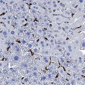 CD68/SR-D1 antibody in Mouse Liver by Immunohistochemistry (IHC-P).
