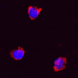 CD68/SR-D1 antibody in Human PBMCs by Immunocytochemistry (ICC).