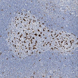 CD68/SR-D1 antibody in Human Tonsil by Immunohistochemistry (IHC-P).