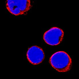 CD69 antibody in Human PBMCs by Immunocytochemistry (ICC).