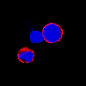 CD72 antibody in Mouse Splenocytes by Immunocytochemistry (ICC).