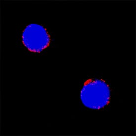 CD72 antibody in Mouse Splenocytes by Immunocytochemistry (ICC).