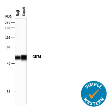 Detection of Human CD74 antibody by Simple WesternTM.