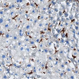 CD74 antibody in Mouse Liver by Immunohistochemistry (IHC-Fr).