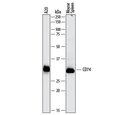 Detection of Mouse CD74 antibody by Western Blot.