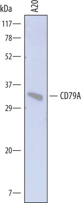 Detection of Mouse CD79A antibody by Western Blot.