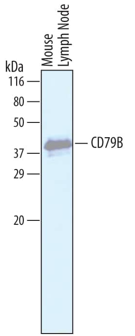 Detection of Mouse CD79B antibody by Western Blot.