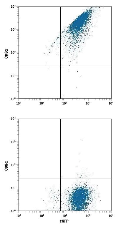 Detection of CD8a antibody in NS0 Mouse Cell Line Transfected with Cotton Rat CD8a and eGFP antibody by Flow Cytometry.