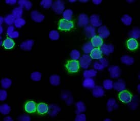 CD8a antibody in Human PBMCs by Immunocytochemistry (ICC).