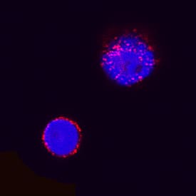 CD8a antibody in Canine PBMCs by Immunocytochemistry (ICC).