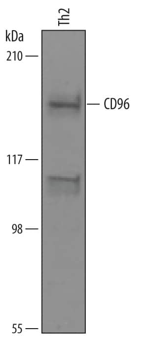 Detection of Human CD96 antibody by Western Blot.