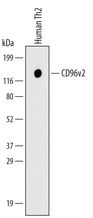 Detection of Human CD96v2 antibody by Western Blot.