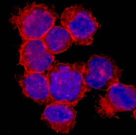 CD98 antibody in K562 Human Cell Line by Immunocytochemistry (ICC).