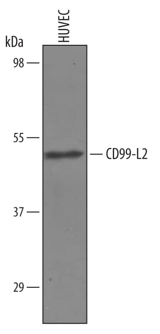 Detection of Human CD99-L2 antibody by Western Blot.