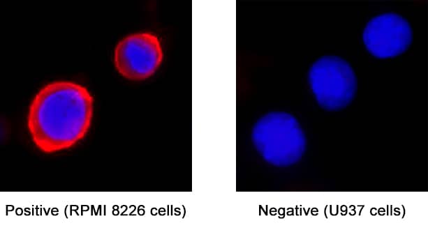 CD9 antibody in RPMI 8226 Human Cell Line by Immunocytochemistry (ICC).