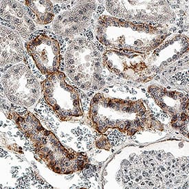 CD9 antibody in Human Kidney Tissue by Immunohistochemistry (IHC-P).