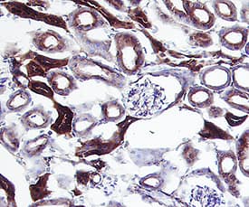 CD9 antibody in Mouse Kidney by Immunohistochemistry (IHC-P) by Immunohistochemistry (IHC-Fr).