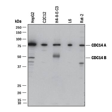 Detection of Human, Mouse, and Rat CDC14 antibody by Western Blot.