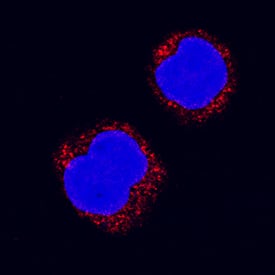 CDC25B antibody in HL-60 Human Cell Line by Immunocytochemistry (ICC).