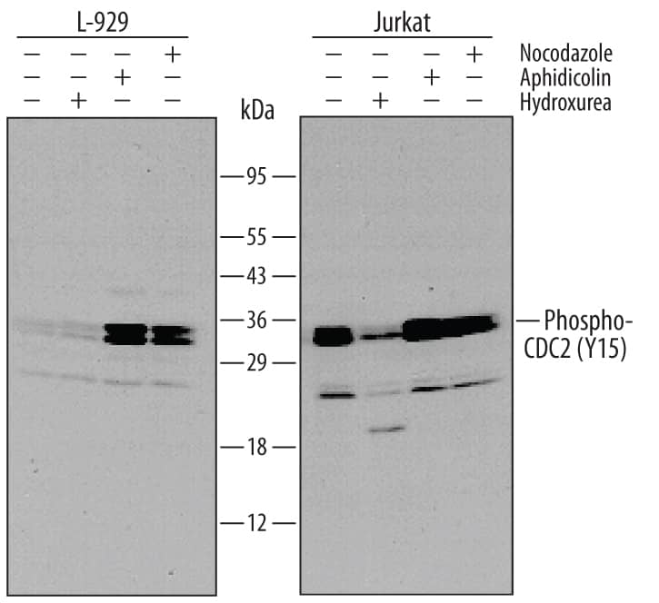 Detection of Mouse and Human Phospho-CDC2 (Y15) antibody by Western Blot.