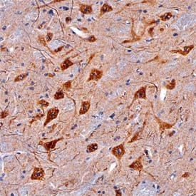 CDNF antibody in Mouse Brain by Immunohistochemistry (IHC-Fr).