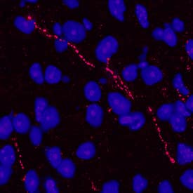 CDNF antibody in Mouse Brain by Immunohistochemistry (IHC-Fr).