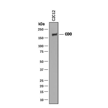 Detection of Mouse CDO antibody by Western Blot.