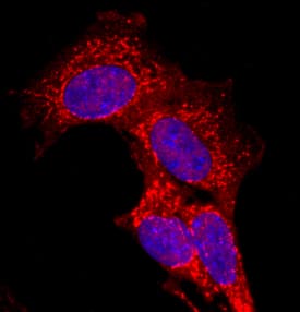 CDO antibody in C2C12 Mouse Cell Line by Immunocytochemistry (ICC).