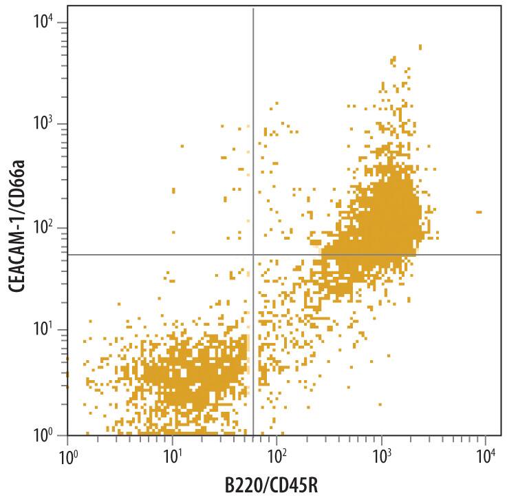 Detection of CEACAM-1 antibody in Mouse Splenocytes antibody by Flow Cytometry.