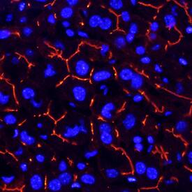 CEACAM-1/CD66a antibody in Mouse Liver by Immunohistochemistry (IHC-Fr).