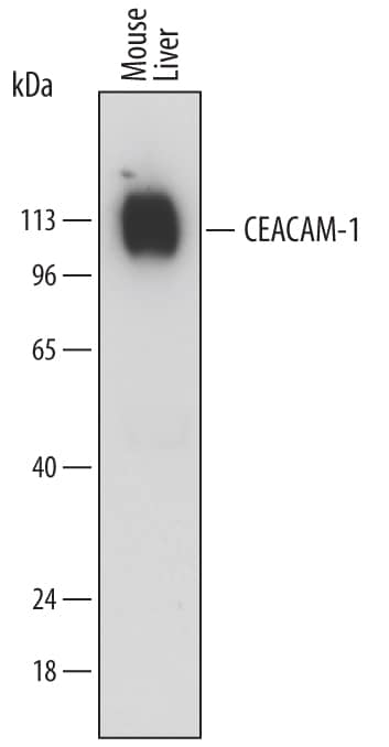 Detection of Mouse CEACAM-1/CD66a antibody by Western Blot.