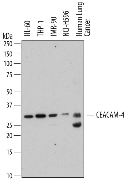 Detection of Human CEACAM-4 antibody by Western Blot.