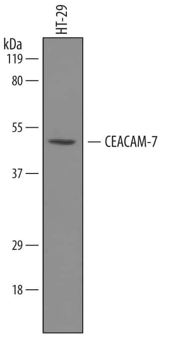 Detection of Human CEACAM-7 antibody by Western Blot.