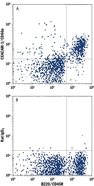 Detection of CEACAM-1/CD66a antibody in Mouse Splenocytes antibody by Flow Cytometry.