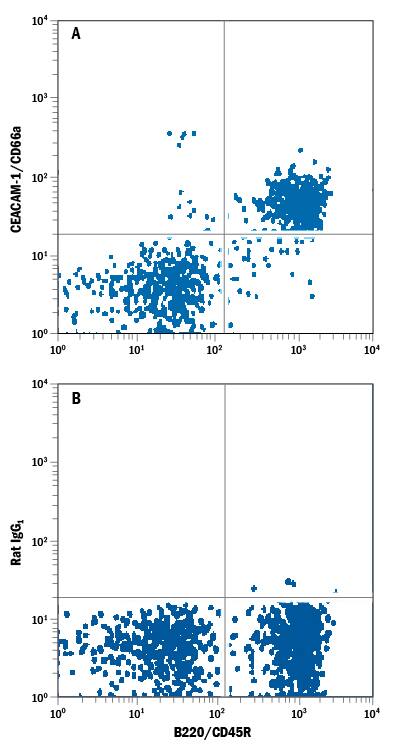 Detection of CEACAM-1/CD66a antibody in Mouse Splenocytes antibody by Flow Cytometry.