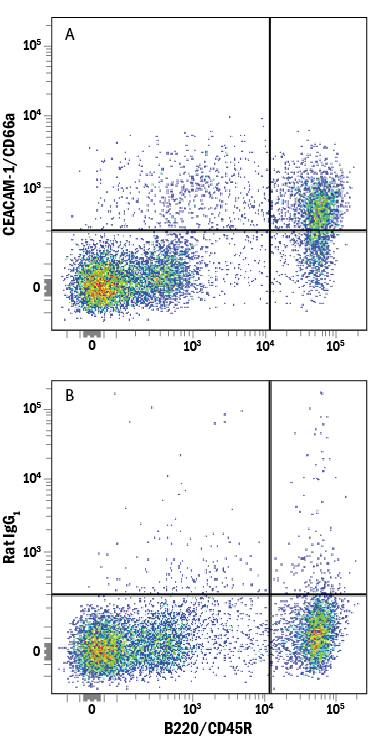 Detection of CEACAM-1/CD66a antibody in Mouse Splenocytes antibody by Flow Cytometry.