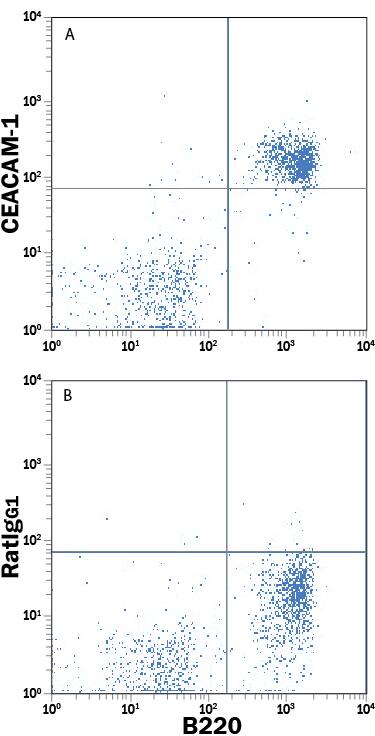 Detection of CEACAM-1/CD66a antibody in Mouse Splenocytes antibody by Flow Cytometry.