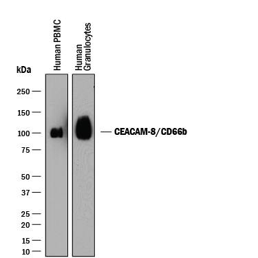 Detection of Human CEACAM-8/CD66b antibody by Western Blot.