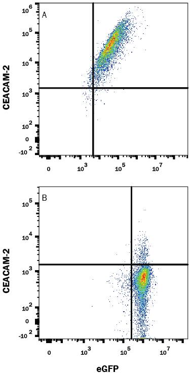 Detection of CEACAM-2 antibody in HEK293 Human Cell Line Transfected with Mouse CEACAM-2 and eGFP antibody by Flow Cytometry.