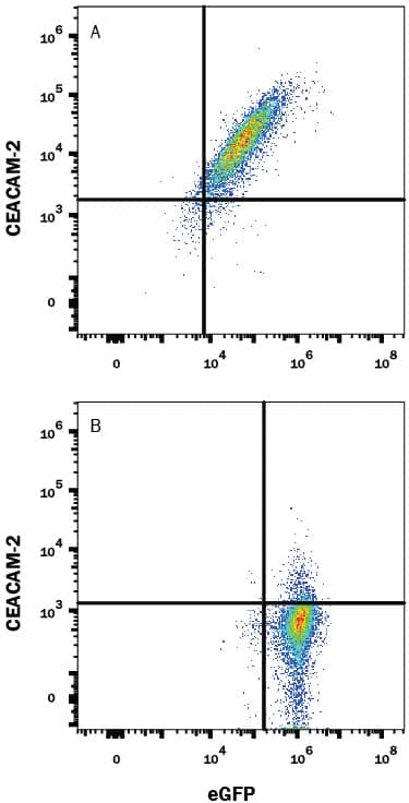 Detection of CEACAM-2 antibody in HEK293 Human Cell Line Transfected with Mouse CEACAM-2 and eGFP antibody by Flow Cytometry.