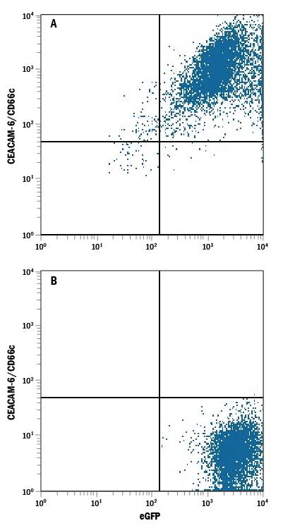 Detection of CEACAM-6/CD66c antibody in HEK293 Human Cell Line Transfected with Human CEACAM-6/CD66c and eGFP antibody by Flow Cytometry.