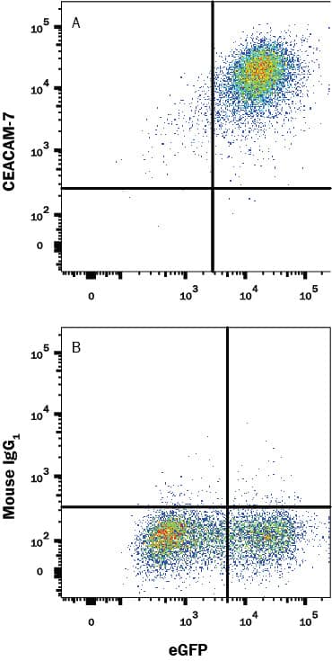 Detection of CEACAM-7 antibody in HEK293 Human Cell Line Transfected with Human CEACAM-7 and eGFP antibody by Flow Cytometry.