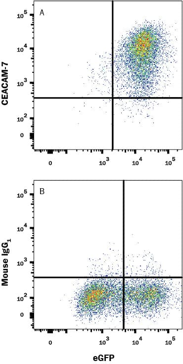 Detection of CEACAM-7 antibody in HEK293 Human Cell Line Transfected with Human CEACAM-7 and eGFP antibody by Flow Cytometry.