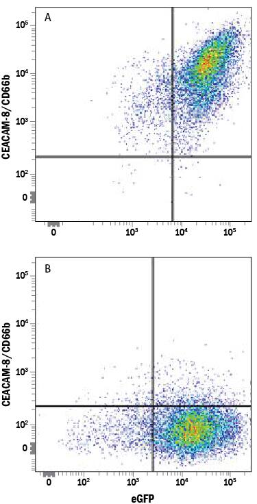 Detection of CEACAM-8/CD66b antibody in HEK293 Human Cell Line Transfected with Human CEACAM-8/CD66b and eGFP antibody by Flow Cytometry.