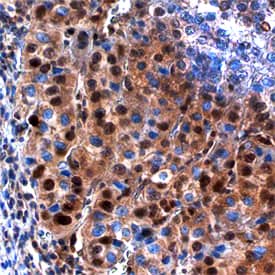 CEBP a antibody in Human Liver by Immunohistochemistry (IHC-P).